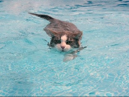 A CAT SWIMMING 2