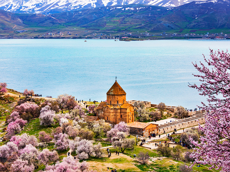 Pink Flowers at Van Akdamar Church Island