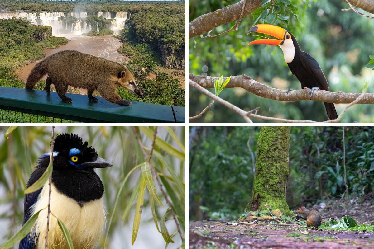 Wildlife of Iguazu Falls 2