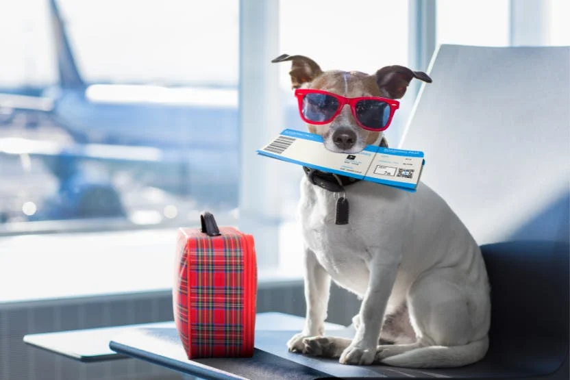 how to travel with your pet on a plane in 2022