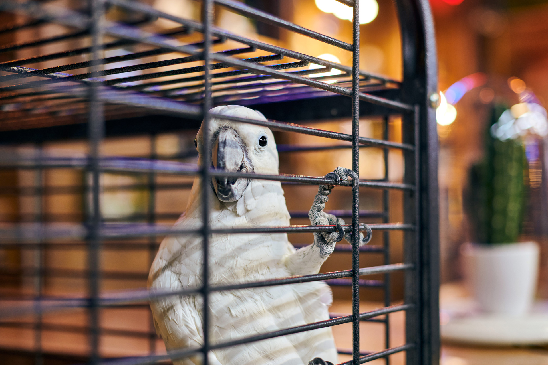 mrb cockatoo on side of cage