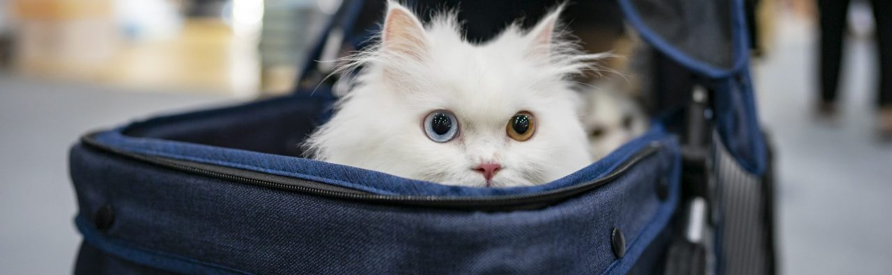 two cats in transporter bag waiting for flight 1 scaled e1695218180599 1280x395 1